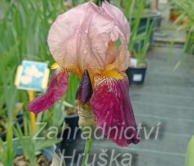 Iris barbata - elatior Cimaron Strip