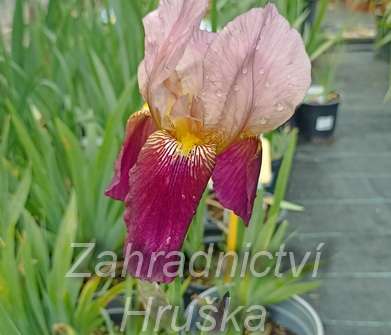 Iris barbata - elatior Cimaron Strip