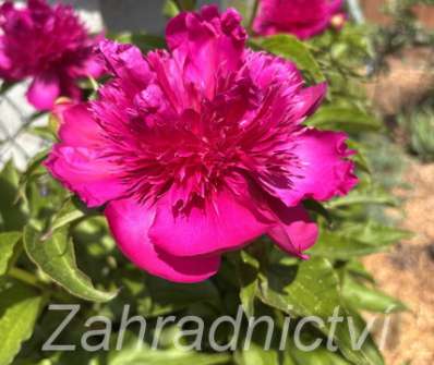 Paeonia lactiflora Purple Spider