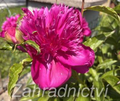 Paeonia lactiflora Purple Spider