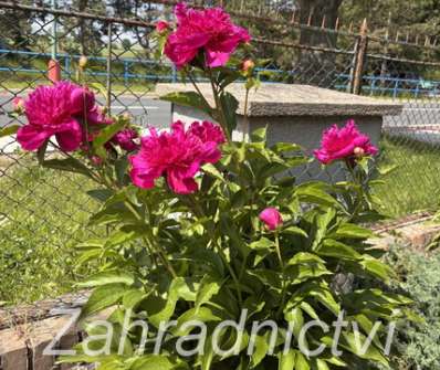 Paeonia lactiflora Purple Spider