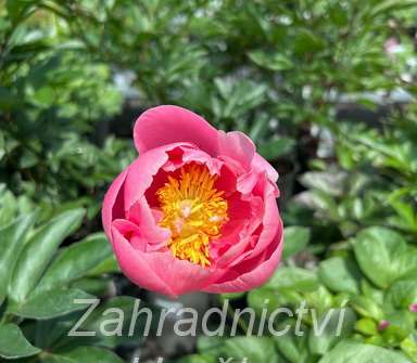 Paeonia lactiflora Salmon Chiffon