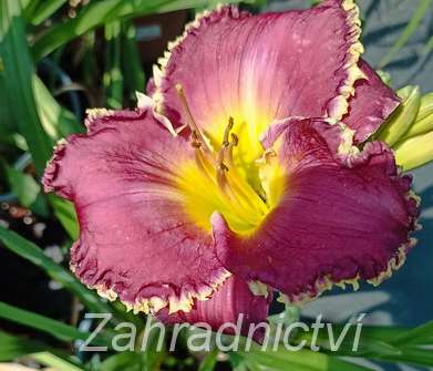 Hemerocallis Bettylen