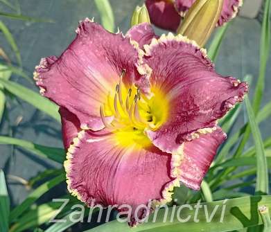 Hemerocallis Bettylen