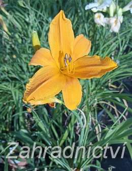 Hemerocallis Burning Daylight