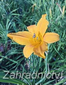 Hemerocallis Burning Daylight