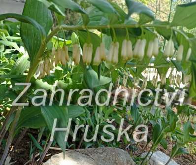 Polygonatum multiflorum