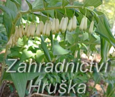 Polygonatum multiflorum