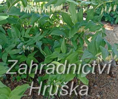 Polygonatum multiflorum