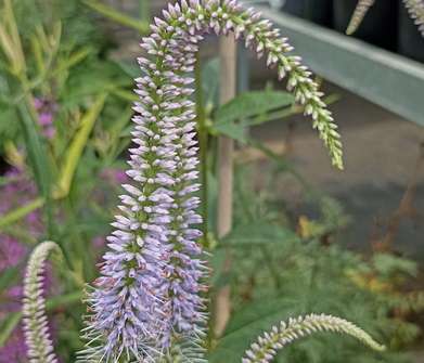Veronicastrum virginicum Fascination