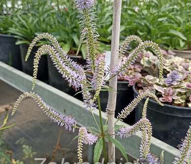 Veronicastrum virginicum Fascination