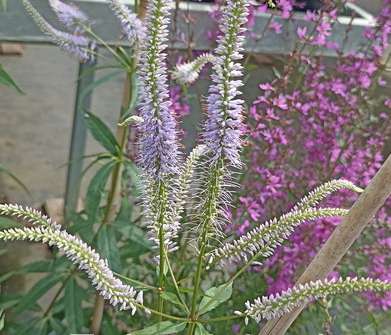 Veronicastrum virginicum Fascination