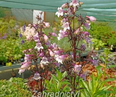 Penstemon digitalis Midnight Masquerade