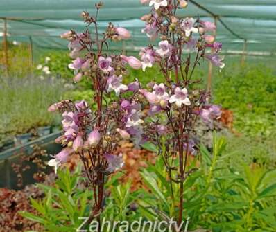 Penstemon digitalis Midnight Masquerade