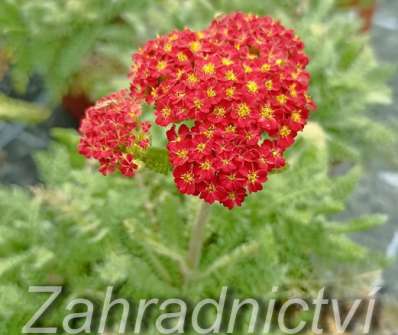 Achillea millefolium Desert Eve Red
