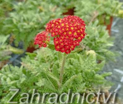 Achillea millefolium Desert Eve Red