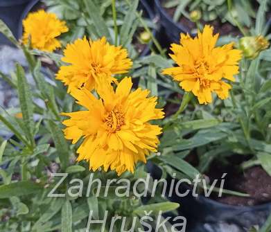 Coreopsis grandiflora Double The Sun