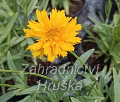 Coreopsis grandiflora Double The Sun