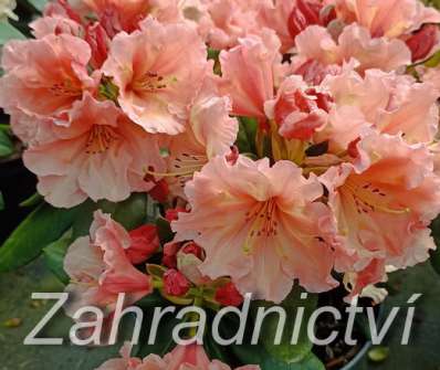 Rhododendron 'Sun Glory'
