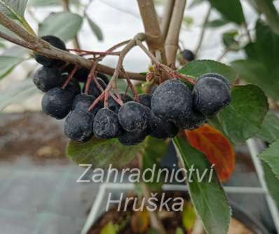 temnoplodec - Aronia melanocarpa 'Viking'