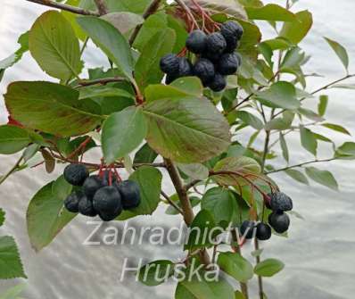 temnoplodec - Aronia melanocarpa 'Viking'