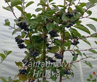 temnoplodec - Aronia melanocarpa 'Viking'
