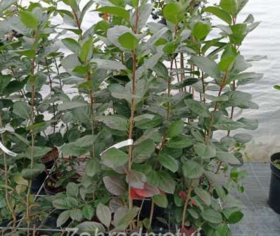 temnoplodec - Aronia melanocarpa 'Viking'