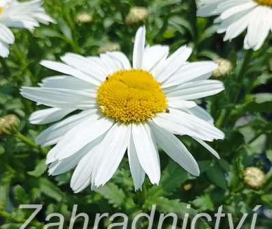 Leucanthemum maximum Madonna