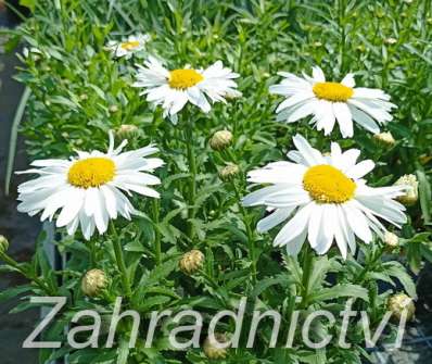 Leucanthemum maximum Madonna