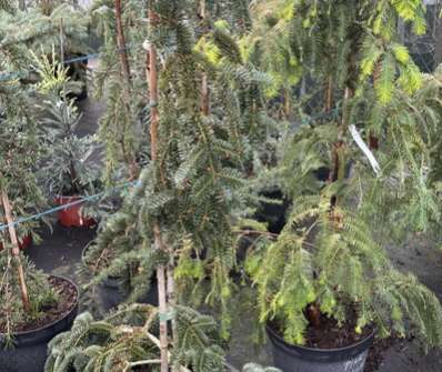 jedle - Abies pinsapo 'Pendula'
