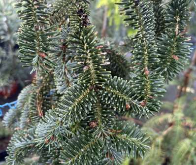jedle - Abies pinsapo 'Pendula'