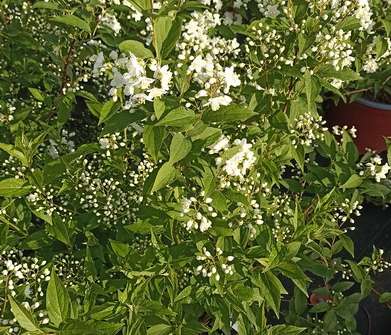 trojpuk - Deutzia hybrida 'Pink Pom-Pom'