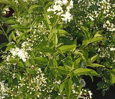 trojpuk - Deutzia hybrida 'Pink Pom-Pom'