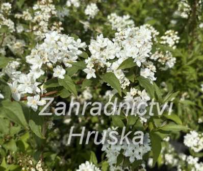 trojpuk - Deutzia hybrida 'Pink Pom-Pom'