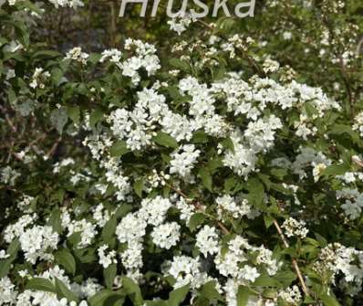 trojpuk - Deutzia hybrida 'Pink Pom-Pom'