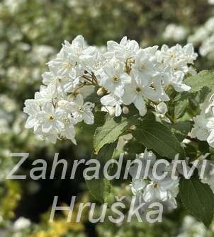 trojpuk - Deutzia hybrida 'Pink Pom-Pom'