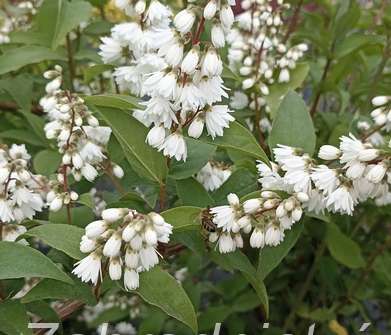 trjpuk - Deutzia scabra 'Codsall Pink'
