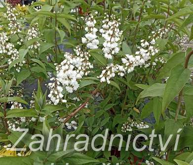 trjpuk - Deutzia scabra 'Codsall Pink'