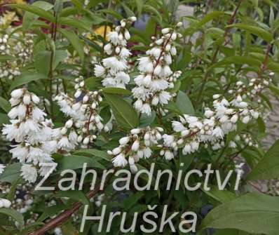 trjpuk - Deutzia scabra 'Codsall Pink'