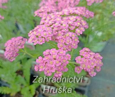 Achillea millefolium Pretty Belinda