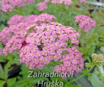 Achillea millefolium Pretty Belinda