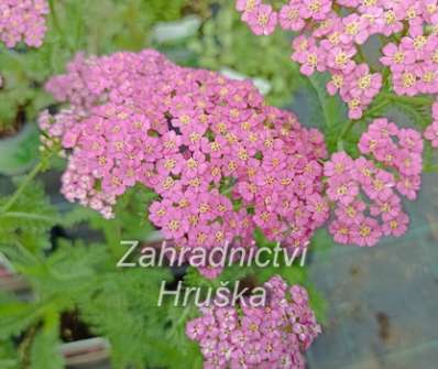 Achillea millefolium Pretty Belinda
