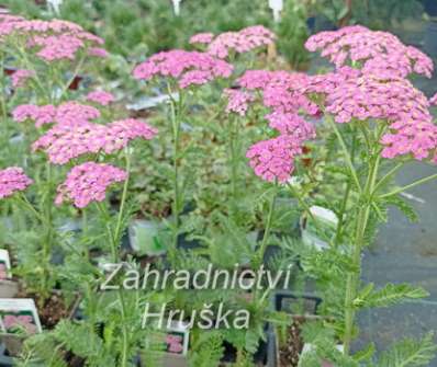 Achillea millefolium Pretty Belinda