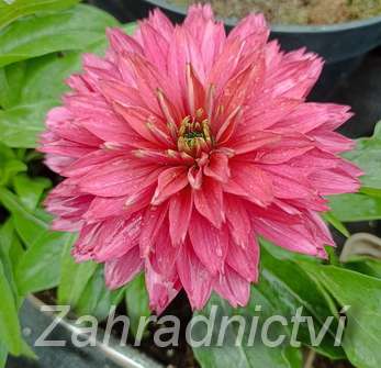 Echinacea SunSeekers Sweet Fuchsia