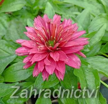 Echinacea SunSeekers Sweet Fuchsia