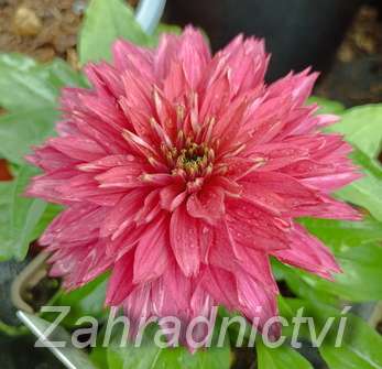 Echinacea SunSeekers Sweet Fuchsia