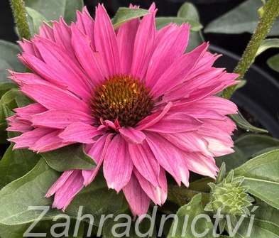 Echinacea SunSeekers Sweet Fuchsia