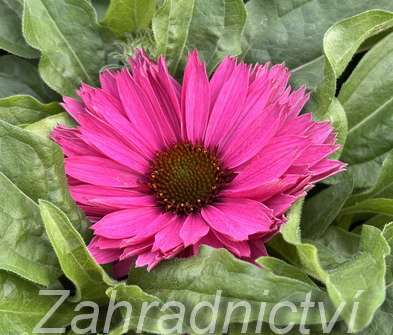 Echinacea SunSeekers Sweet Fuchsia
