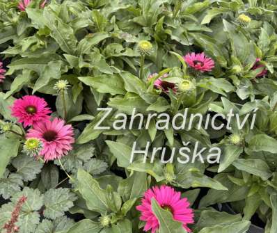 Echinacea SunSeekers Sweet Fuchsia
