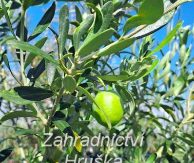 Olivovník Chalkidiki